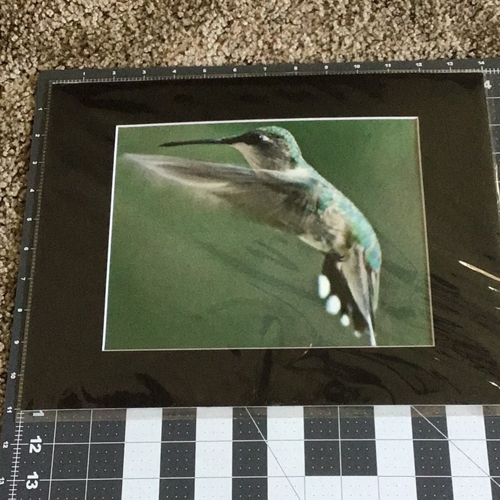 Hummingbird Picture - Picture 3 of 3